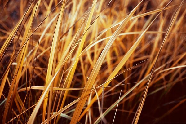 Golden leaves of herbs in the rays of the sun