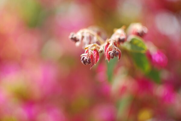 Twigs with red petals and berries on a blurry pink background