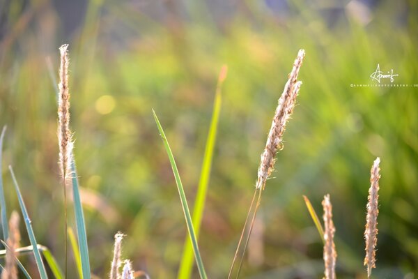 Dried grass blades with seeds on a green background