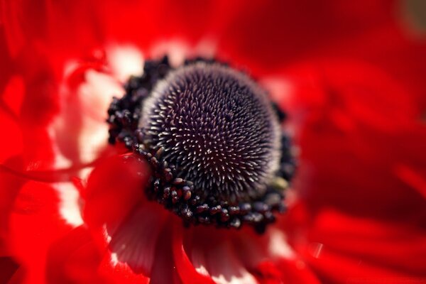 Fleur rouge gros plan