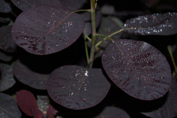 Life-giving moisture after rain on the leaves