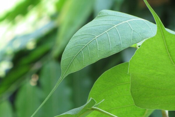 Hojas verdes comunes del árbol