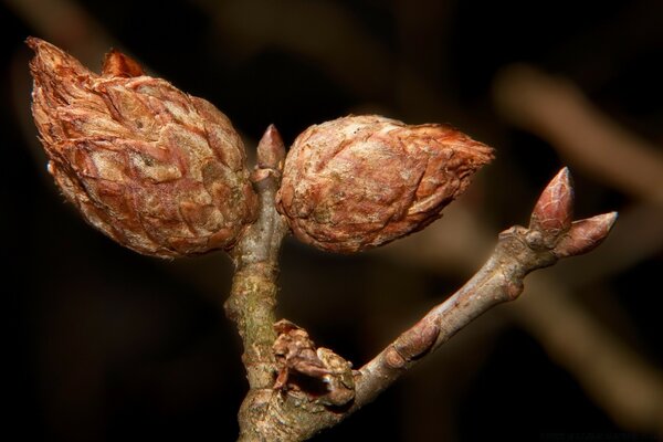 Fotografía macro de ramas y paquetes por la noche