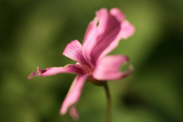 Schöne rosa Blume