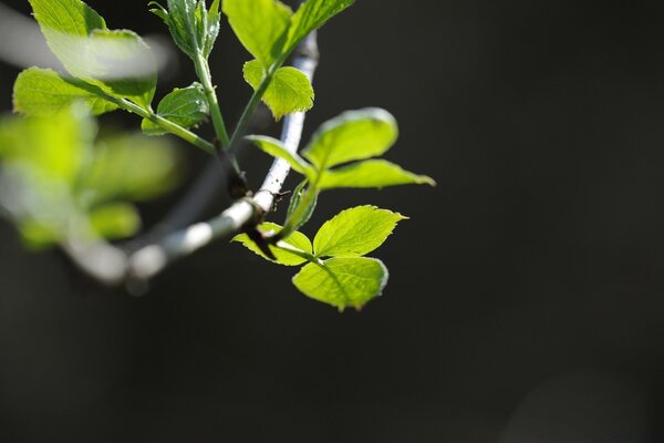 Hoja verde. Verde brillante