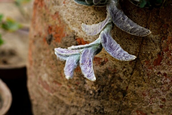 Flower sprout from a wooden stump