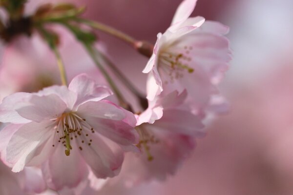 Foto von einer rosa Kirschblüte auf einem rosa Farbton