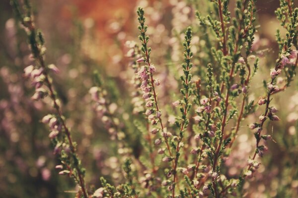 Wildblumen in der Sonne