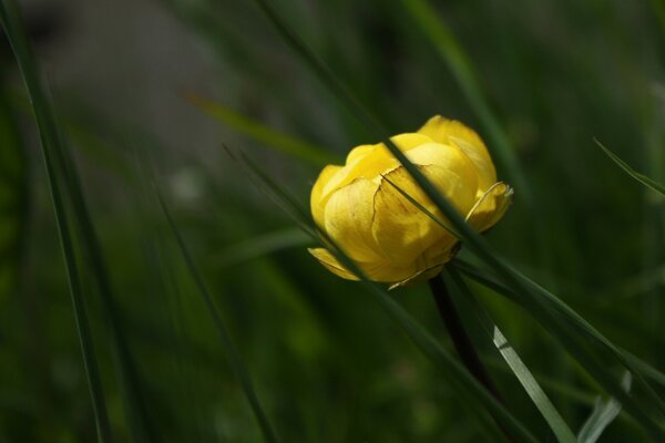 Die Geburt einer Blume, die von einem Makro erfasst wurde