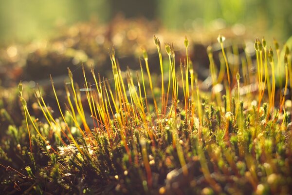 Unusual macro photography of flora