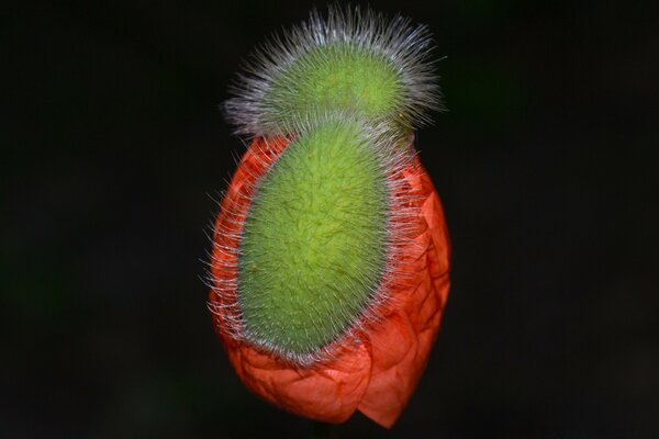 An interesting plant on a dark background