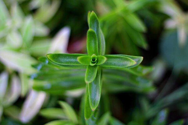 Macro de la floraison des feuilles d un buisson vert