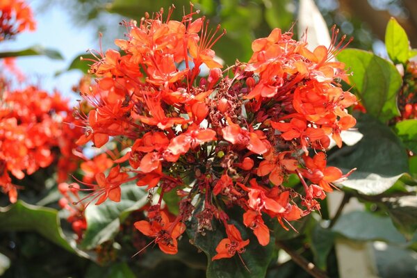 Blühender Orangenbaum im Garten