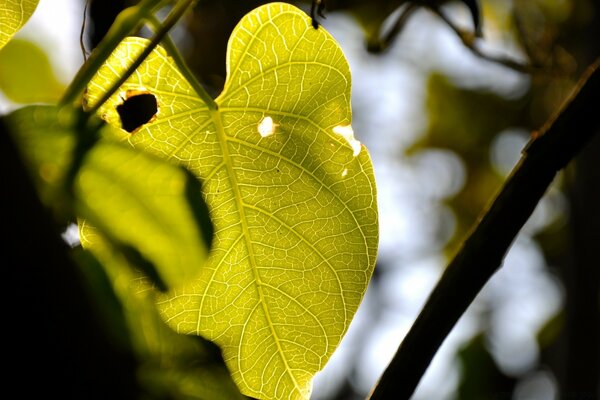 La photographie macro est capable de capturer la beauté même de la feuille obchnogo