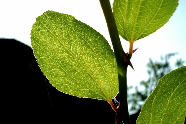 Wilde Flora im Sommer bei Makroaufnahmen