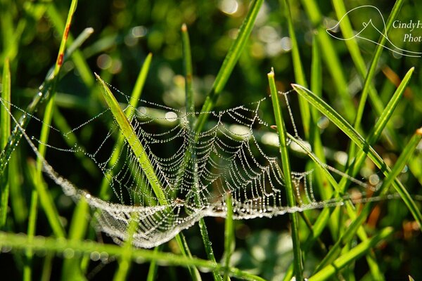 Spinnennetze auf grünem Gras