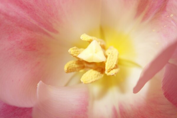 I fiori dall interno sono come pianeti in un altra galassia