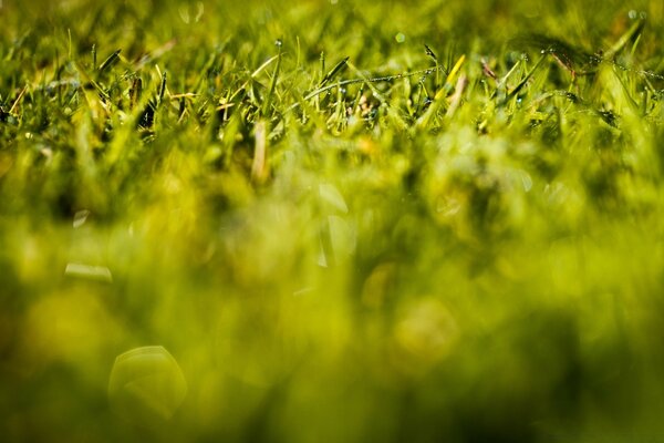 Micrography of juicy green grass