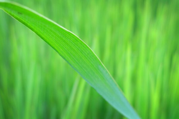 Hierba de Prado verde en macro fotografía