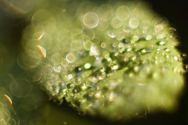 Blurry macro photography of dew on leaves