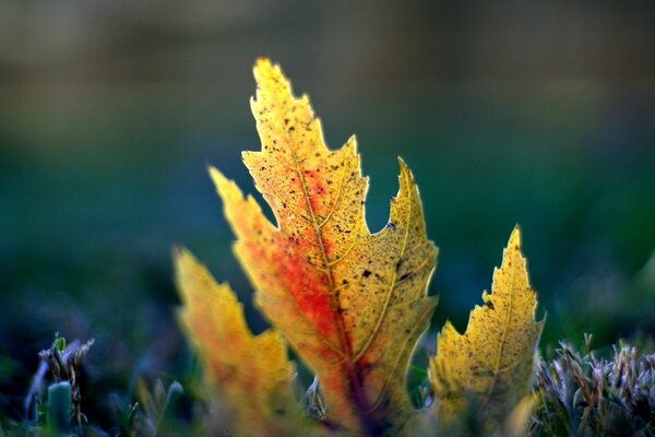 Macro d une feuille d automne sur l herbe