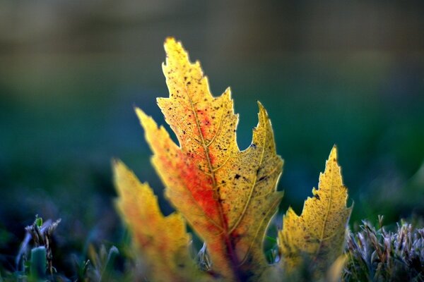 Çimlerde sonbahar yaprağının makro fotoğrafçılığı