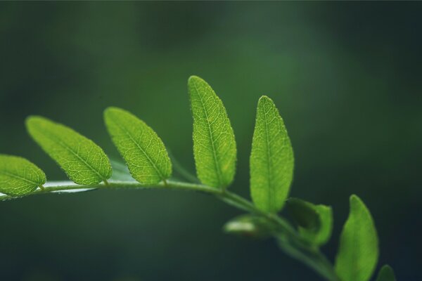 Green twig with leaves