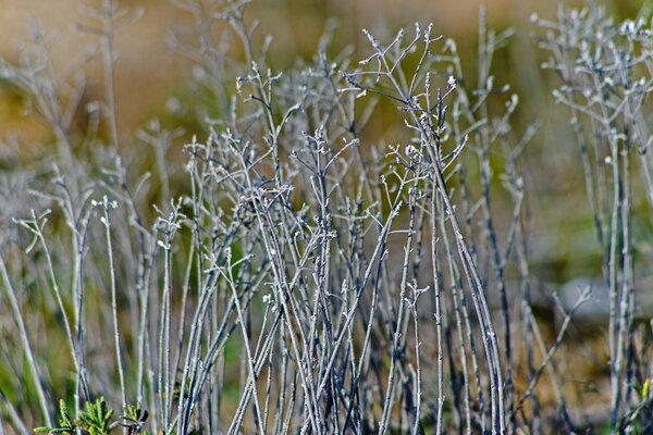 Photographie macro de la nature en plein air