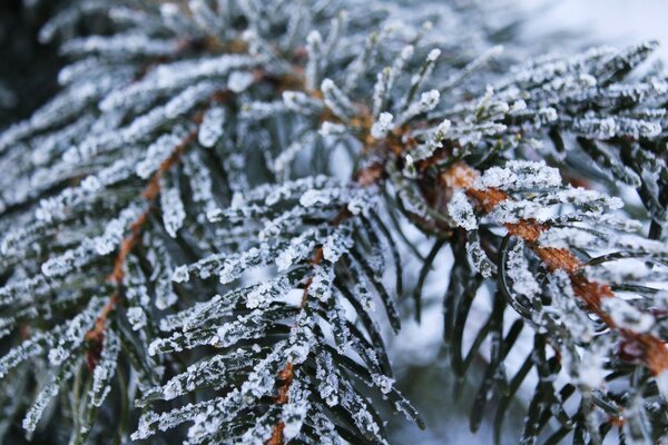 A pine branch shrouded in snow