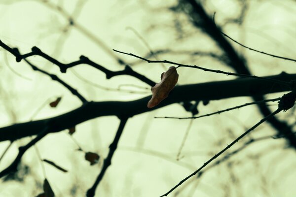 Hoja solitaria en un árbol