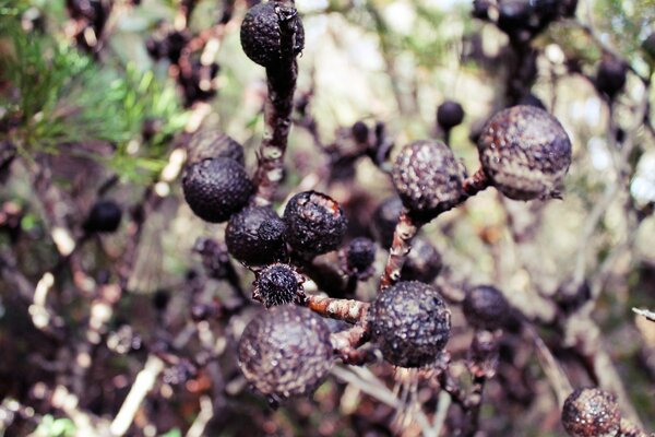 Frutos secos em galhos secos em um fundo desfocado