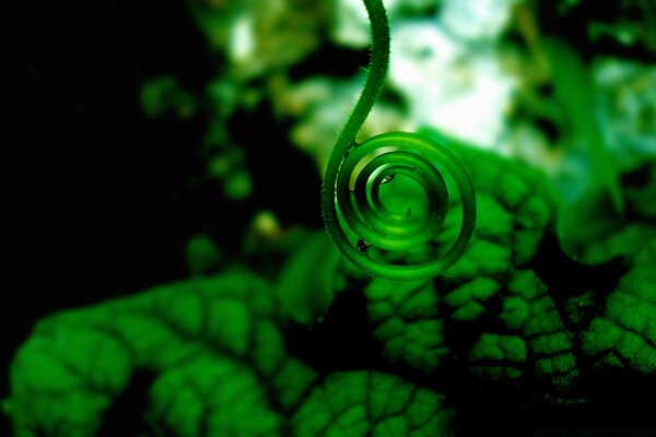 Fresh vegetation with condensed water