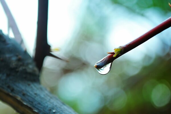 A dewdrop on a branch in a blurred forest