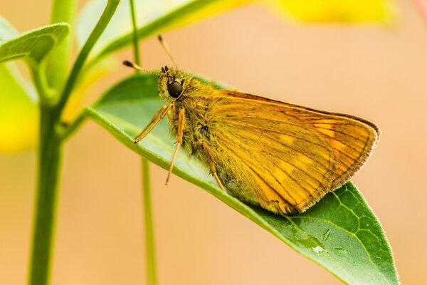 La mariposa es un elemento indispensable en la naturaleza viva