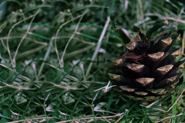 Une pomme de pin mûre est tombée à cause du vent