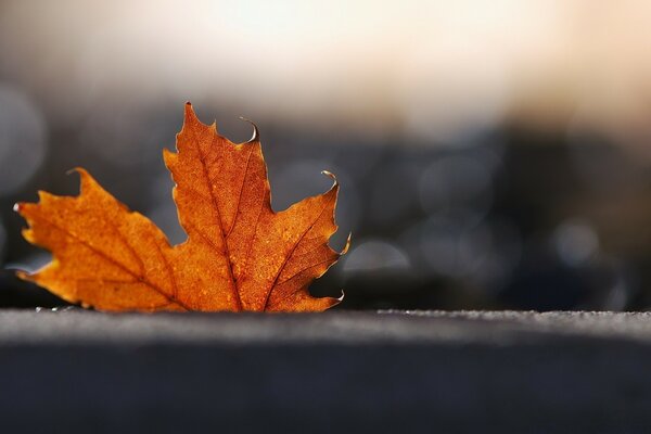 Maple leaf on a blurry background