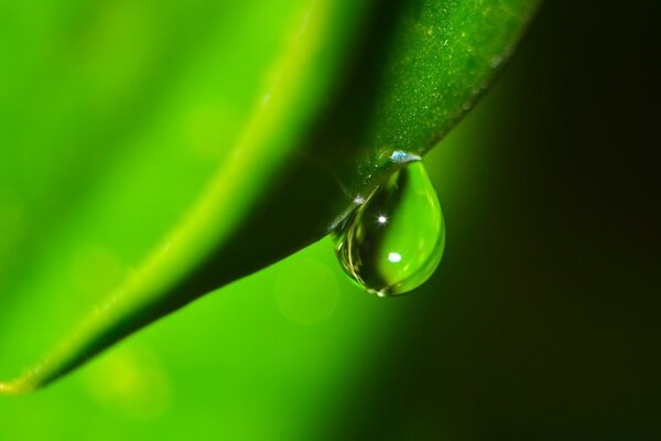 A drop of water on a leaf after rain