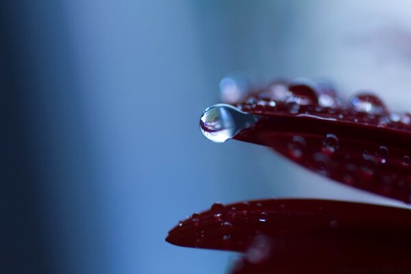 Blatt mit Tau über der Wasseroberfläche