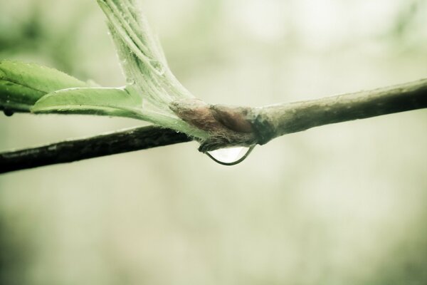 Fotografia Macro de orvalho em arbustos verdes