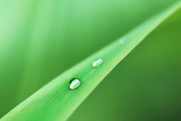 Gotas de rocío en una hoja verde