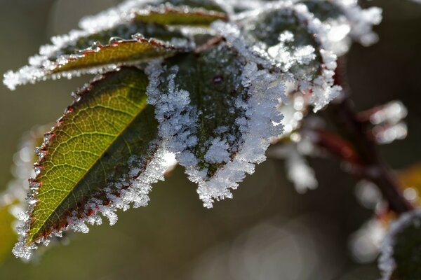 Premier gel sur les feuilles vertes