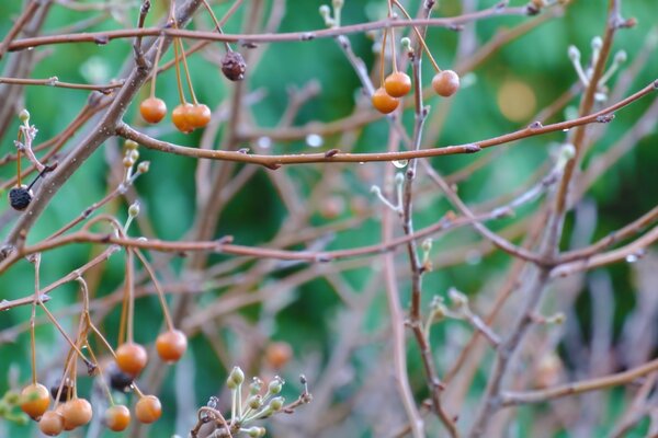 Zweige ohne Blätter mit restlichen getrockneten Beeren