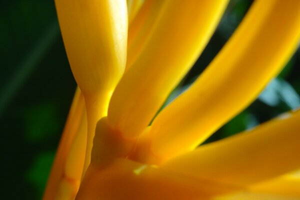 A bright yellow flower is closely filmed