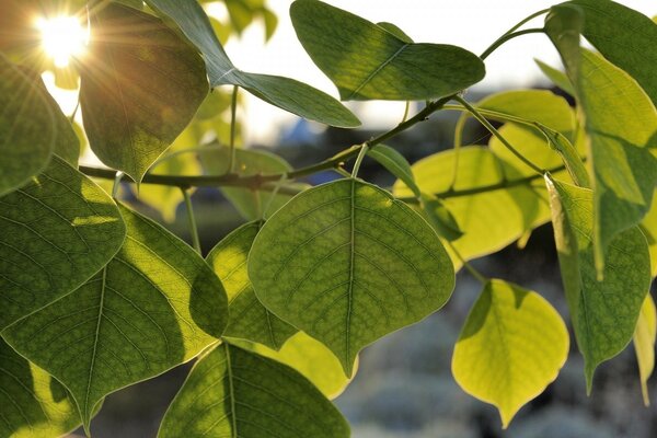 Foto de hojas verdes al atardecer