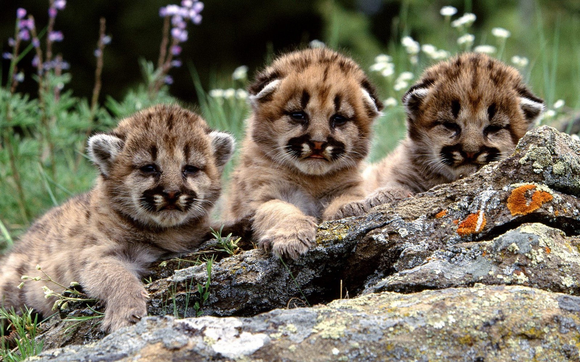 tiger säugetier tierwelt katze tier fleischesser raubtier zoo wild fell wolf niedlich natur porträt kind wenig jäger ansicht flauschig groß