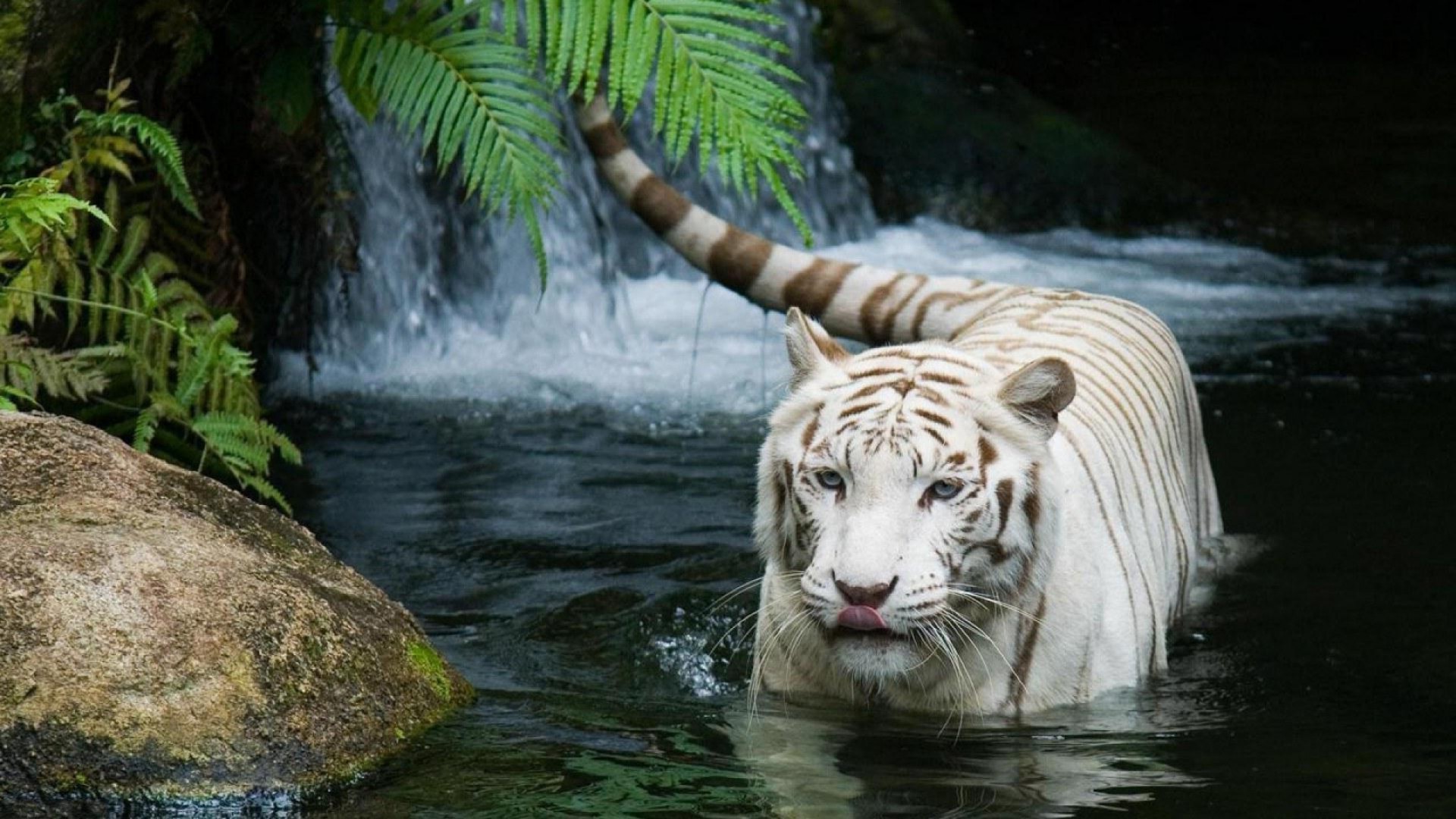 tygrysy natura dzika przyroda ssak dziki woda zoo dżungla tygrys na zewnątrz zwierzę