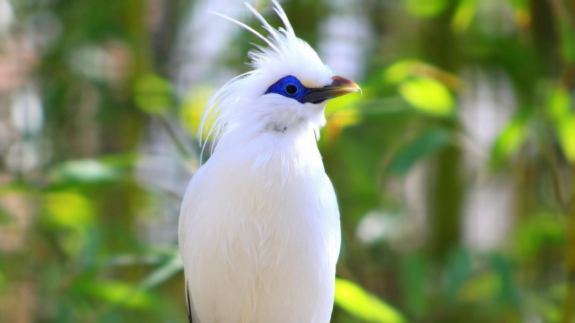 vögel natur vogel tierwelt im freien blatt tropisch garten wild