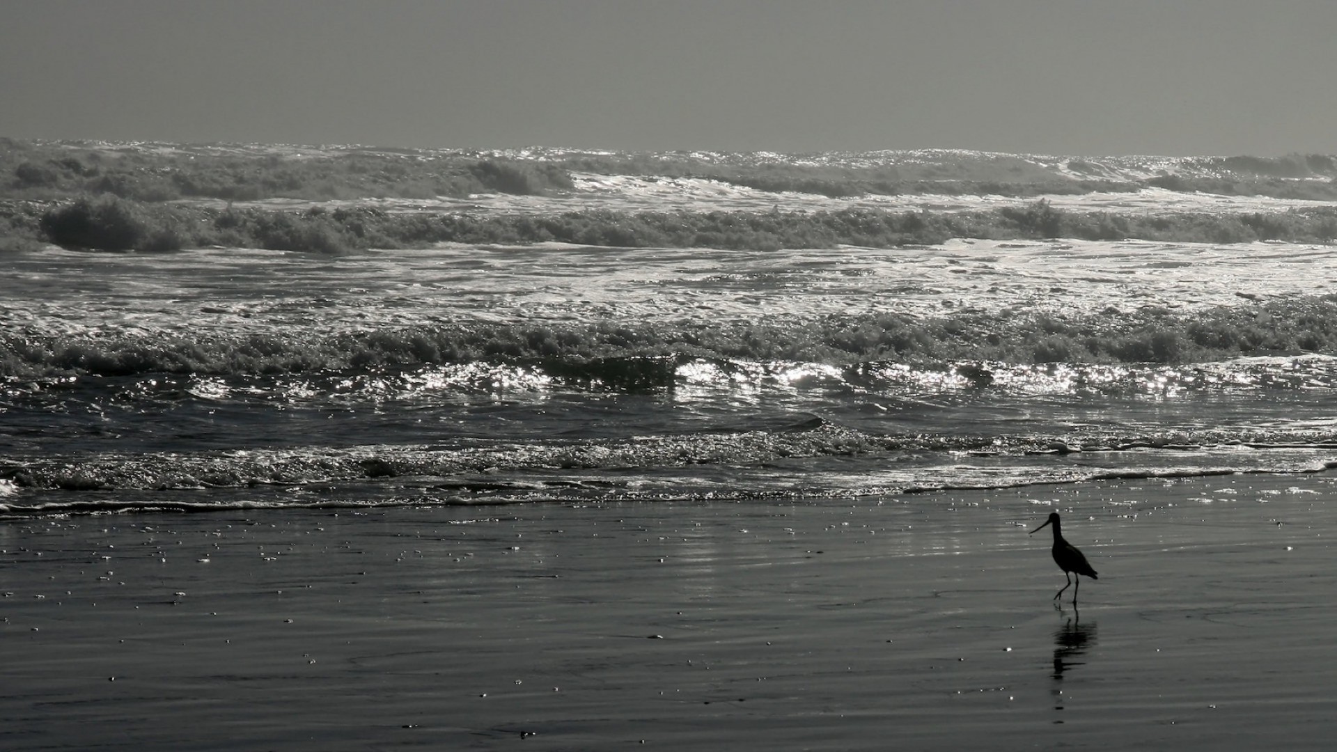 eau plage mer océan oiseau surf monochrome mer paysage paysage réflexion coucher de soleil vague lac aube hiver tempête voyage