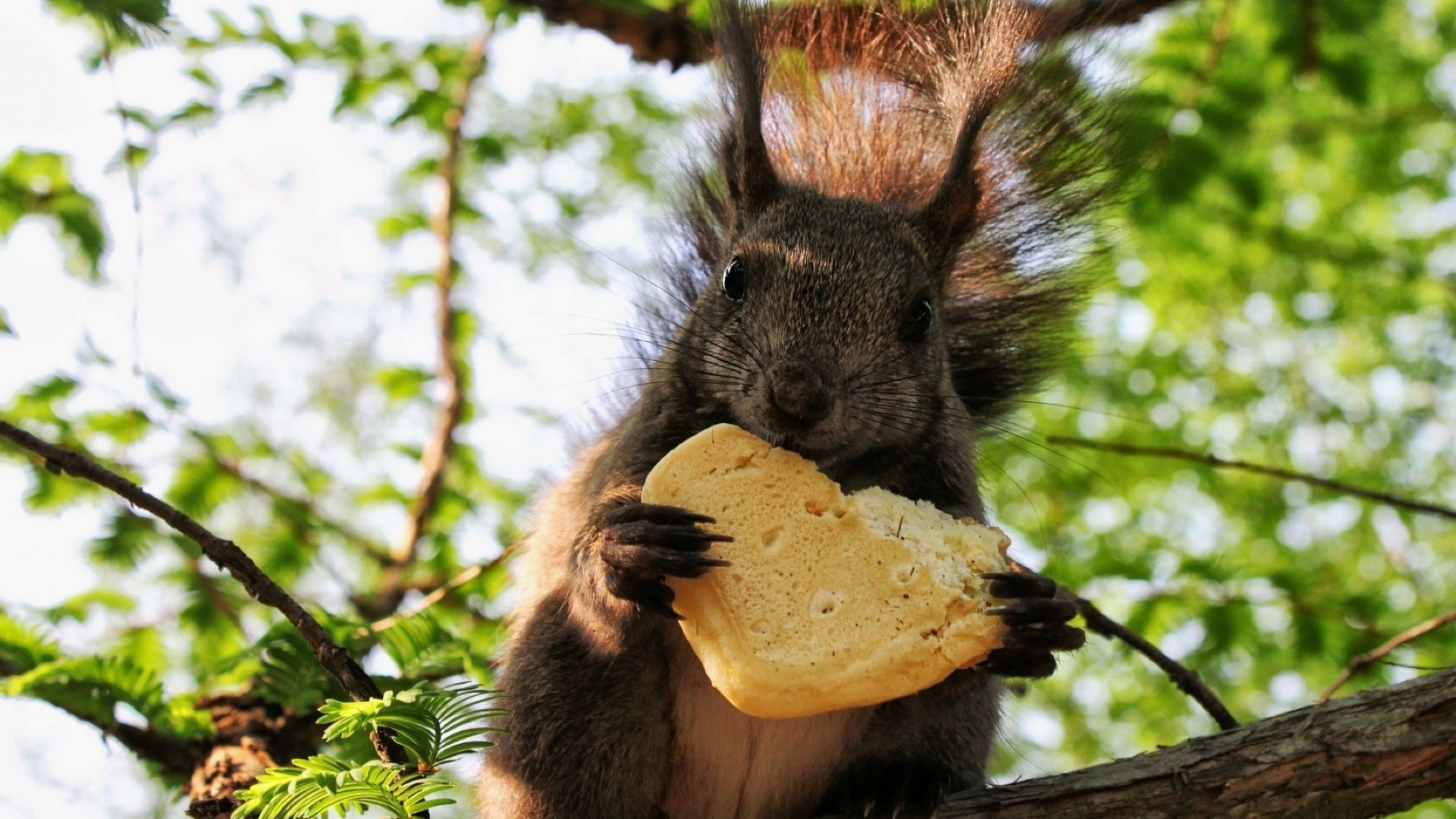 eichhörnchen säugetier natur tierwelt fell niedlich baum nagetier tier holz wild im freien porträt eichhörnchen flauschig wenig