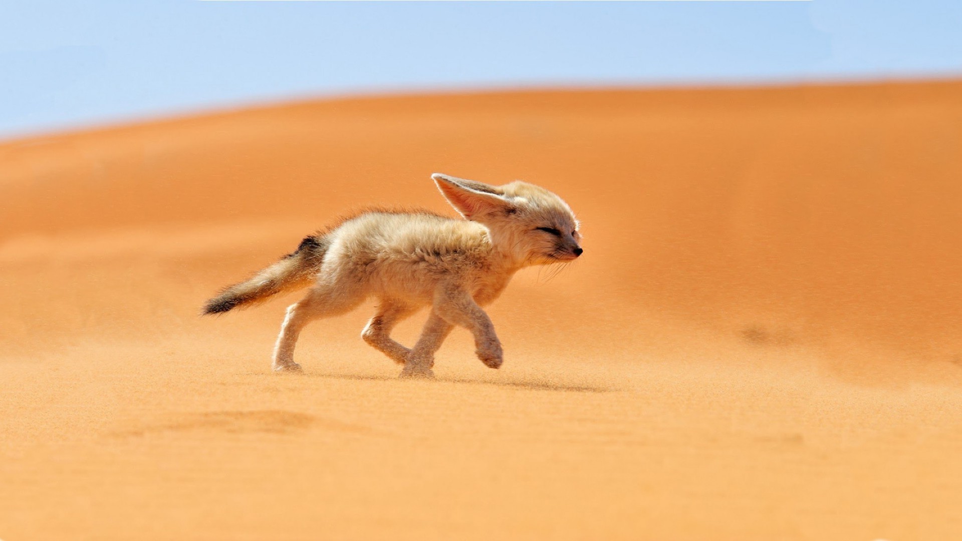 animali mammifero sabbia fauna selvatica carino natura animale uno piccolo cane